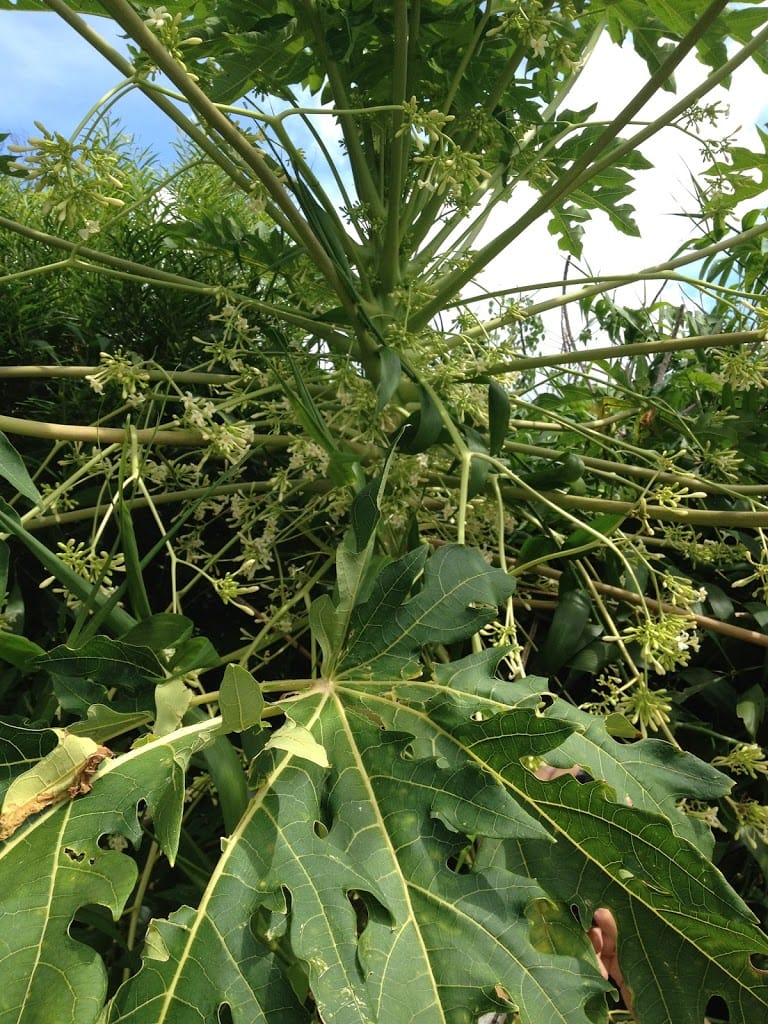 パパイヤの花
