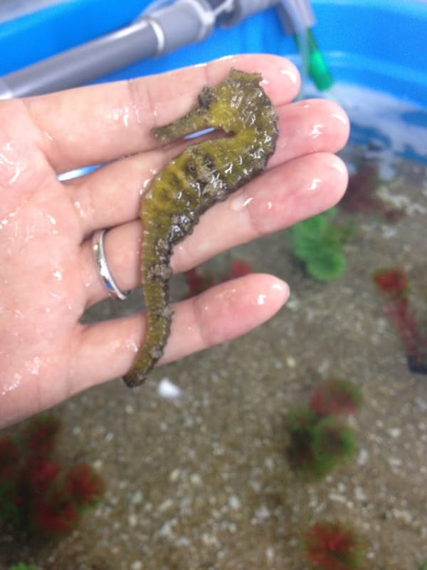 タツノオトシゴ