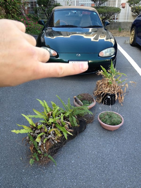 植物の放流　涙を飲んで