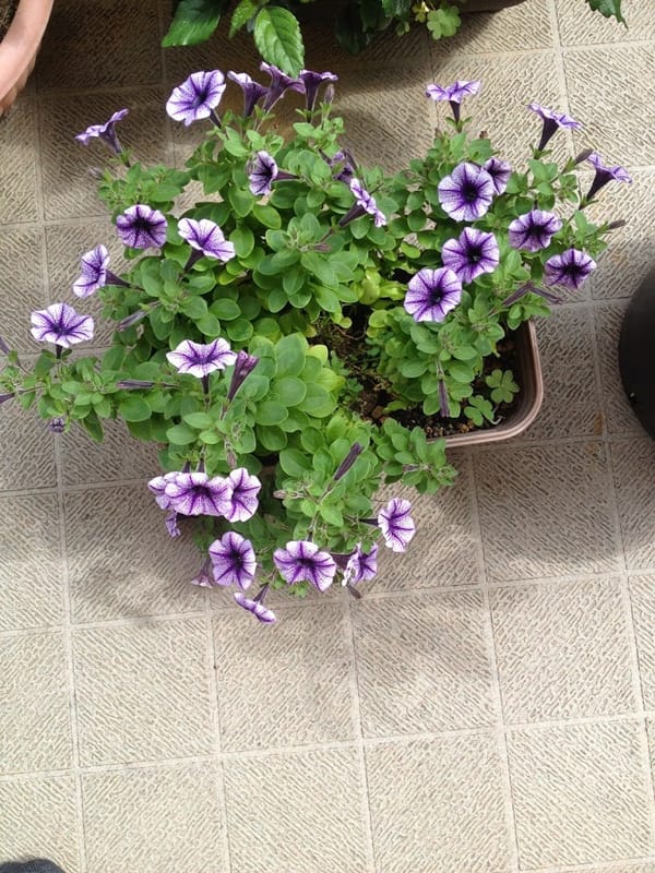 沖縄における春のお花