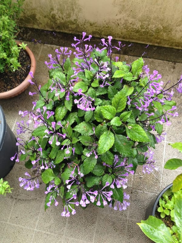 ラベンダーの芳香剤