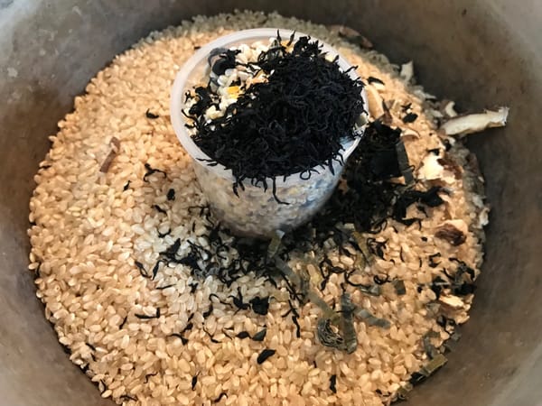 雑穀乾物入り玄米の炊きだめ　死なぬメシ