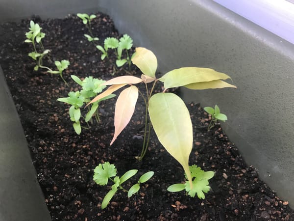 ライチの芽が出た！