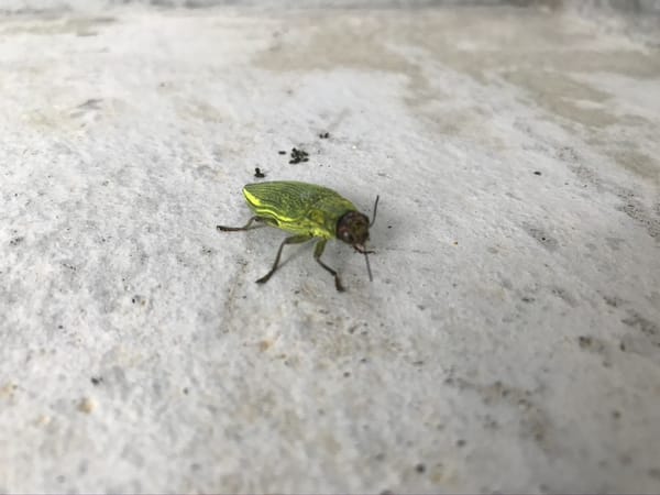 日々の家事育児を書き出してみた