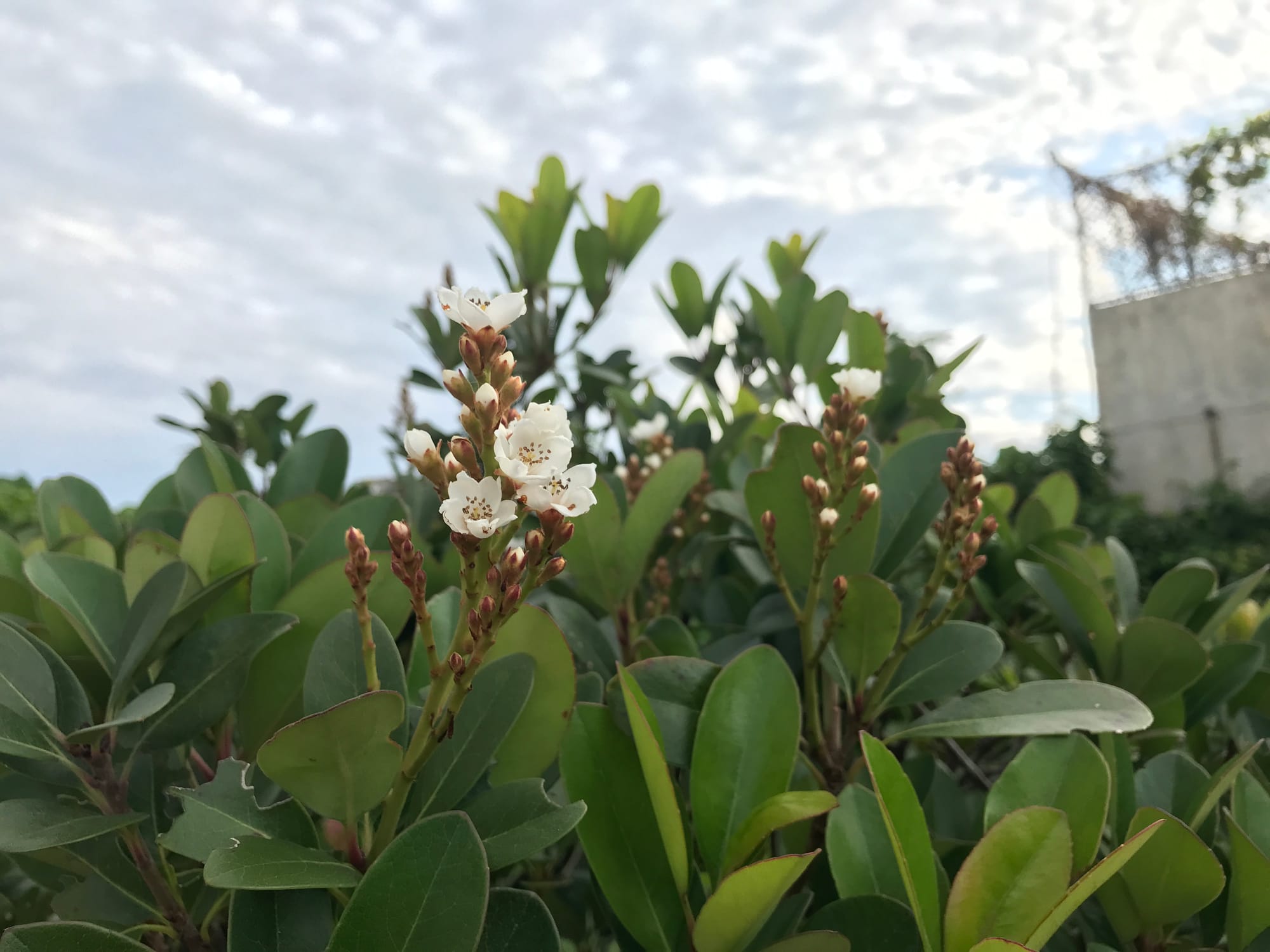 黄斑変性症のその後（なぜか良くなってきたよ！）